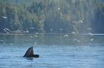 Baleia experimenta novas técnicas de pescaria com sua enorme boca aberta, durante passeio de barco em Telegraph Cove, na Vancouver Island, na Columbia Britânica, costa oeste do Canadá